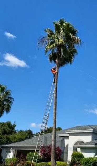 Tree trimming